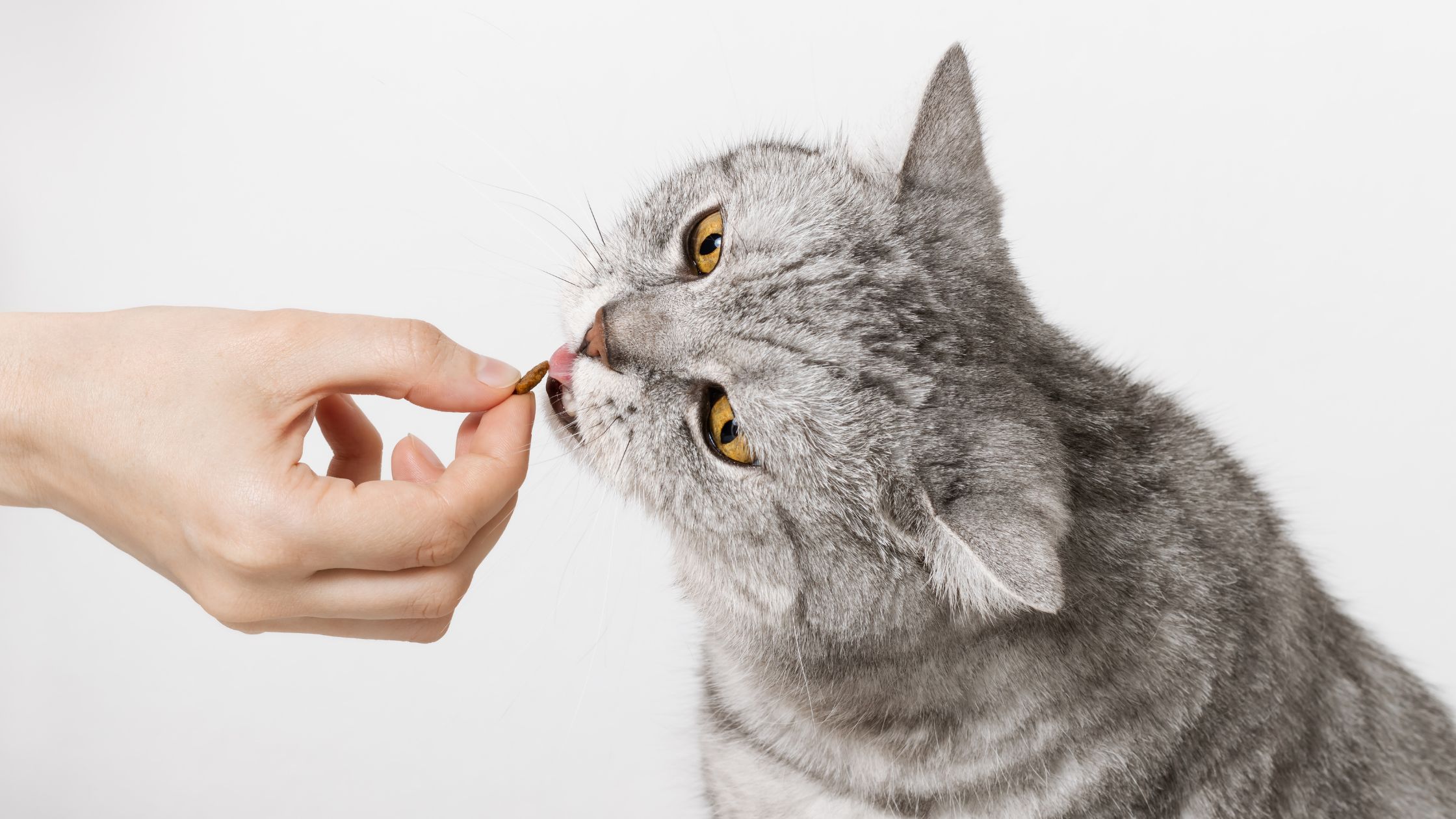 Donner du lait à son chat : une pratique nocive ? - Nos conseils  vétérinaires