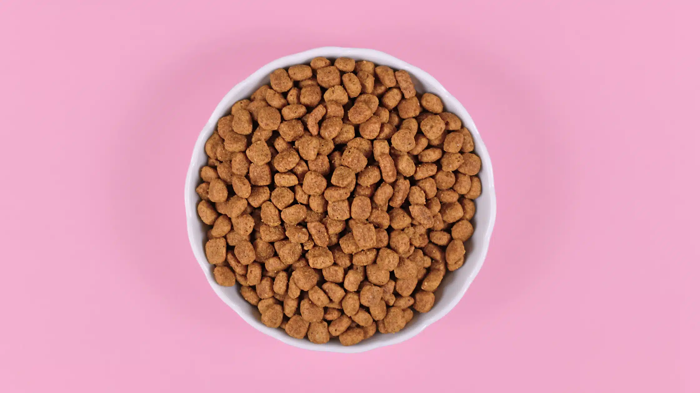 Croquettes véganes pour chat - le guide du chat