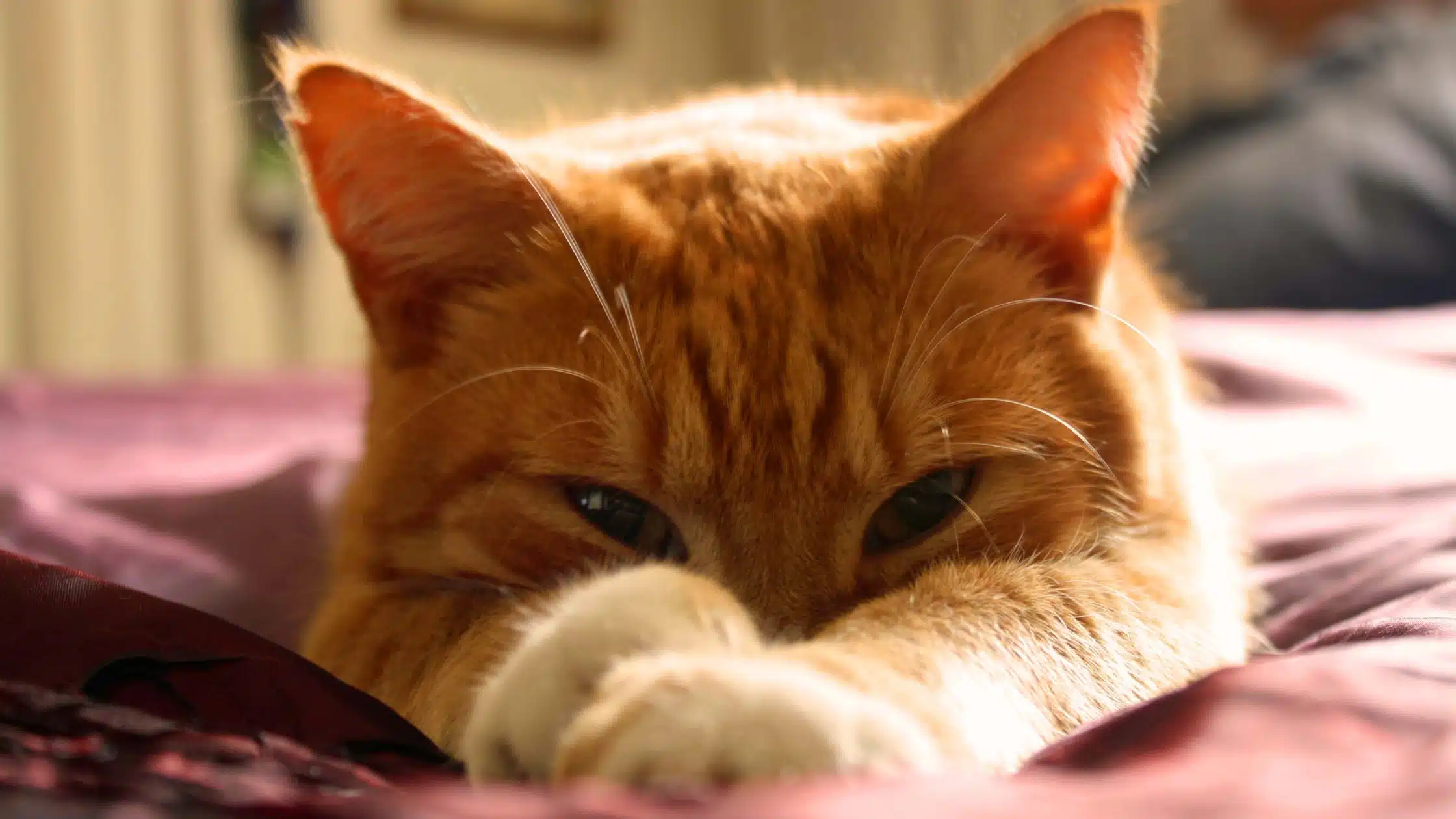réussir l'arrivée d'un chat - le guide du chat