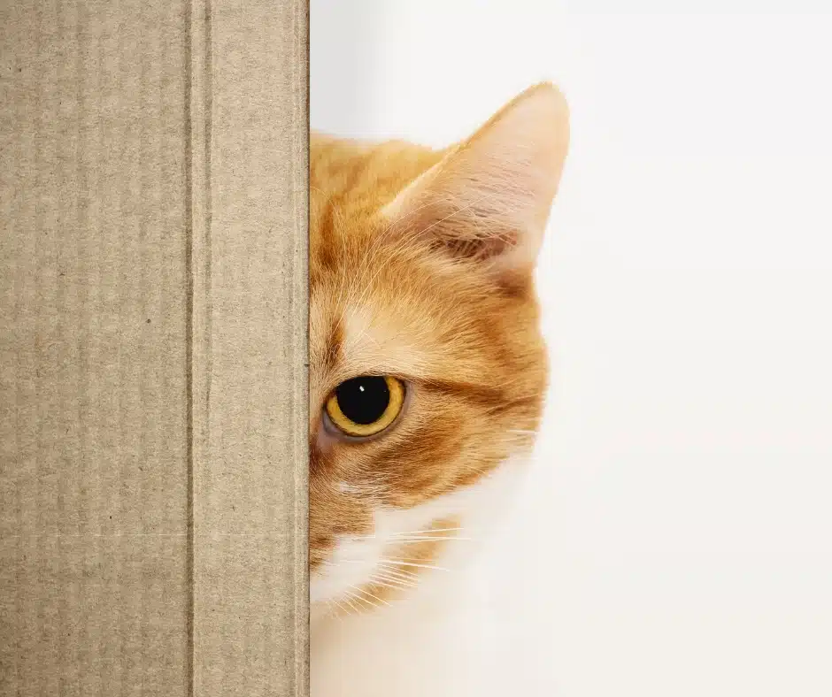 Punir son chat est inutile - le guide du chat