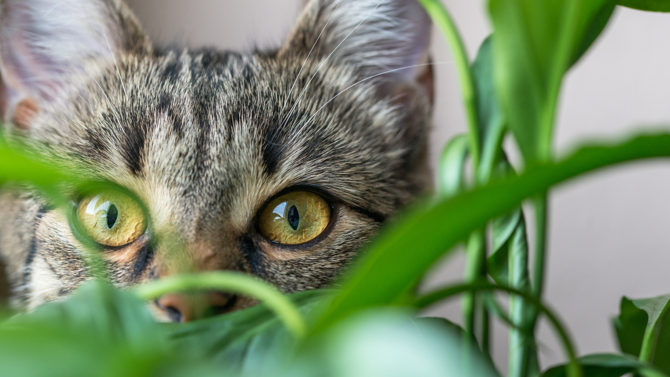 Mon chat détruit mes plantes - le guide du chat