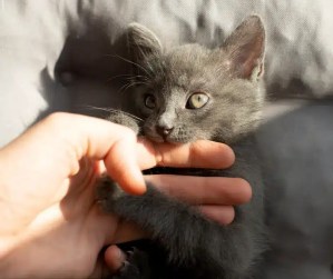 Chaton gris qui mordille une main qui le caresse