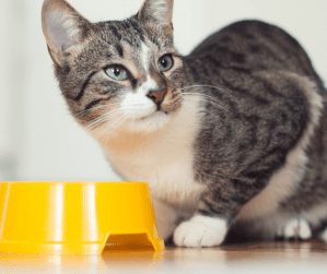 Gamelle ludique pour chat