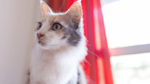 chat pas très calin