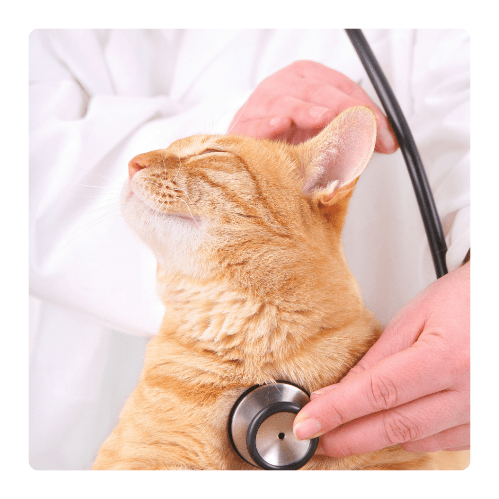 chat chez le vétérinaire