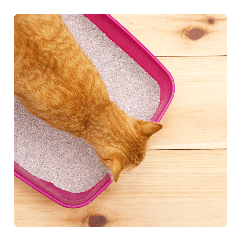 Chat dans bac à litière