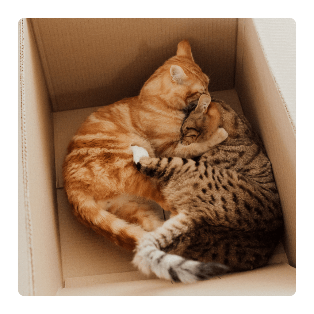 Bonne entente entre deux chats