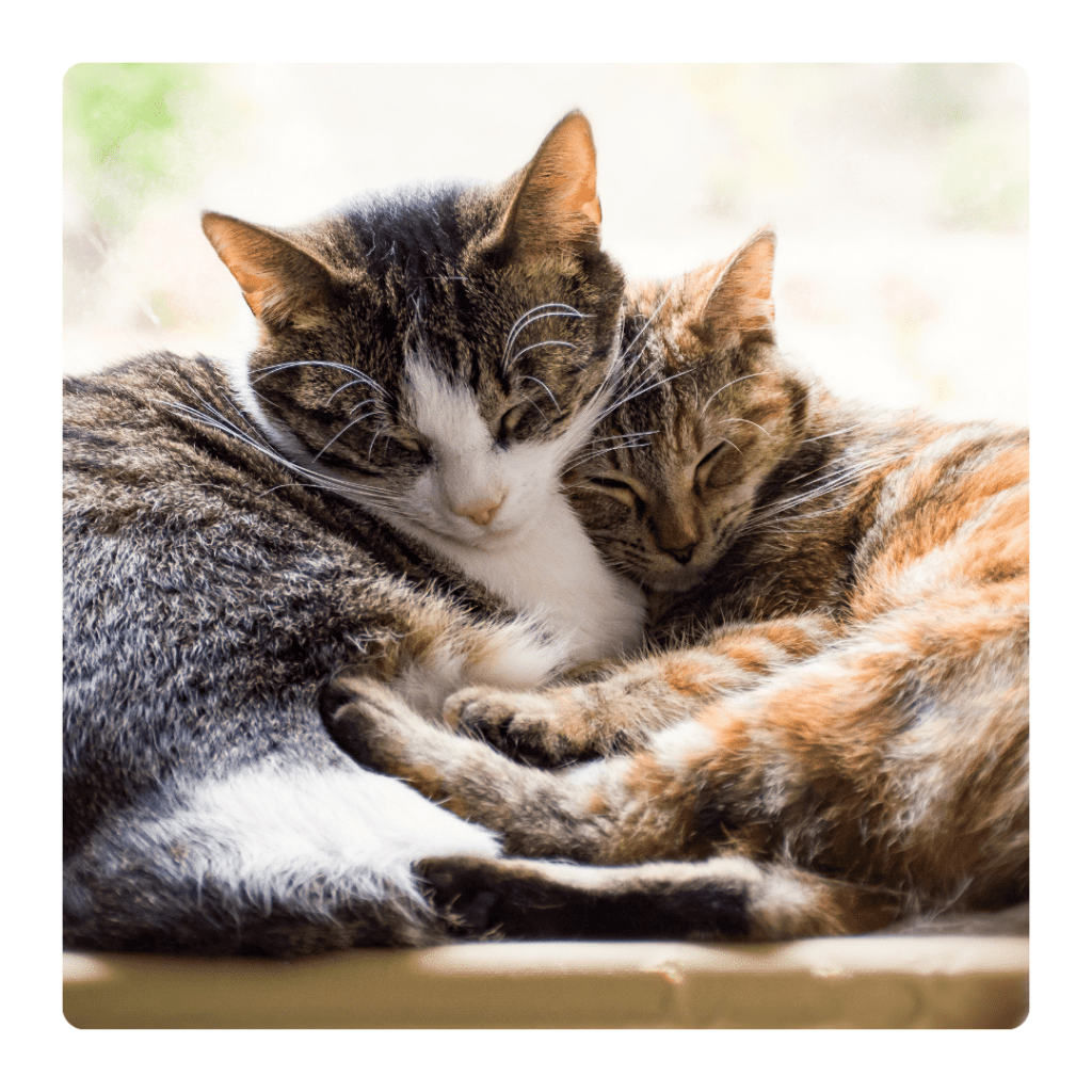 chats qui s'aiment