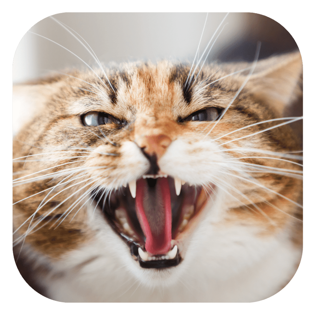 Conduites agressives chez le chat