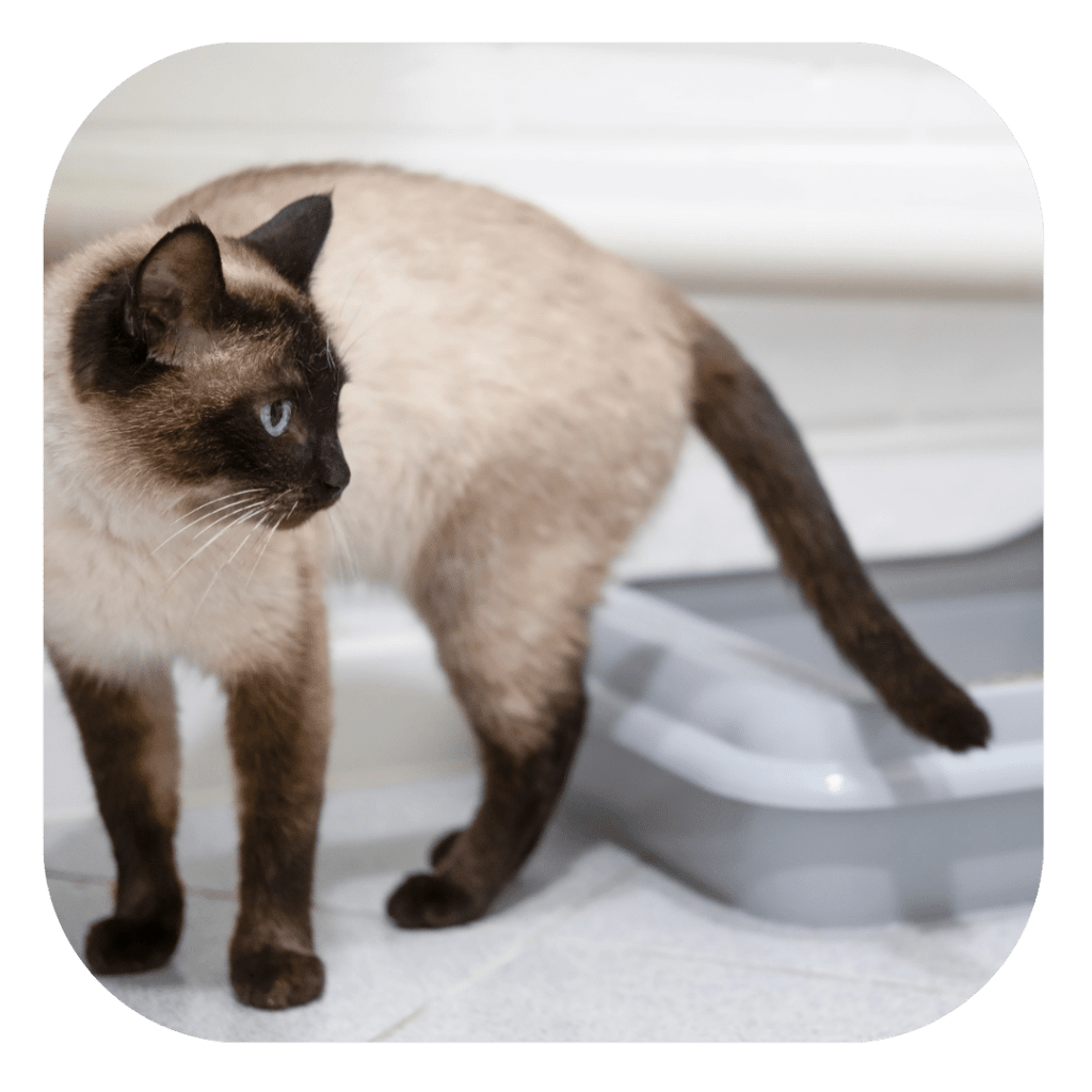 Chat fait pipi hors du bac