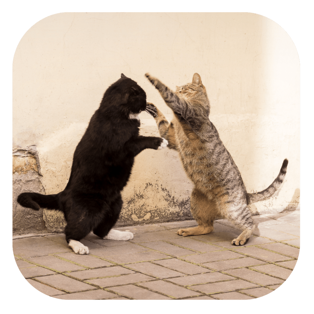 Cohabitation difficile