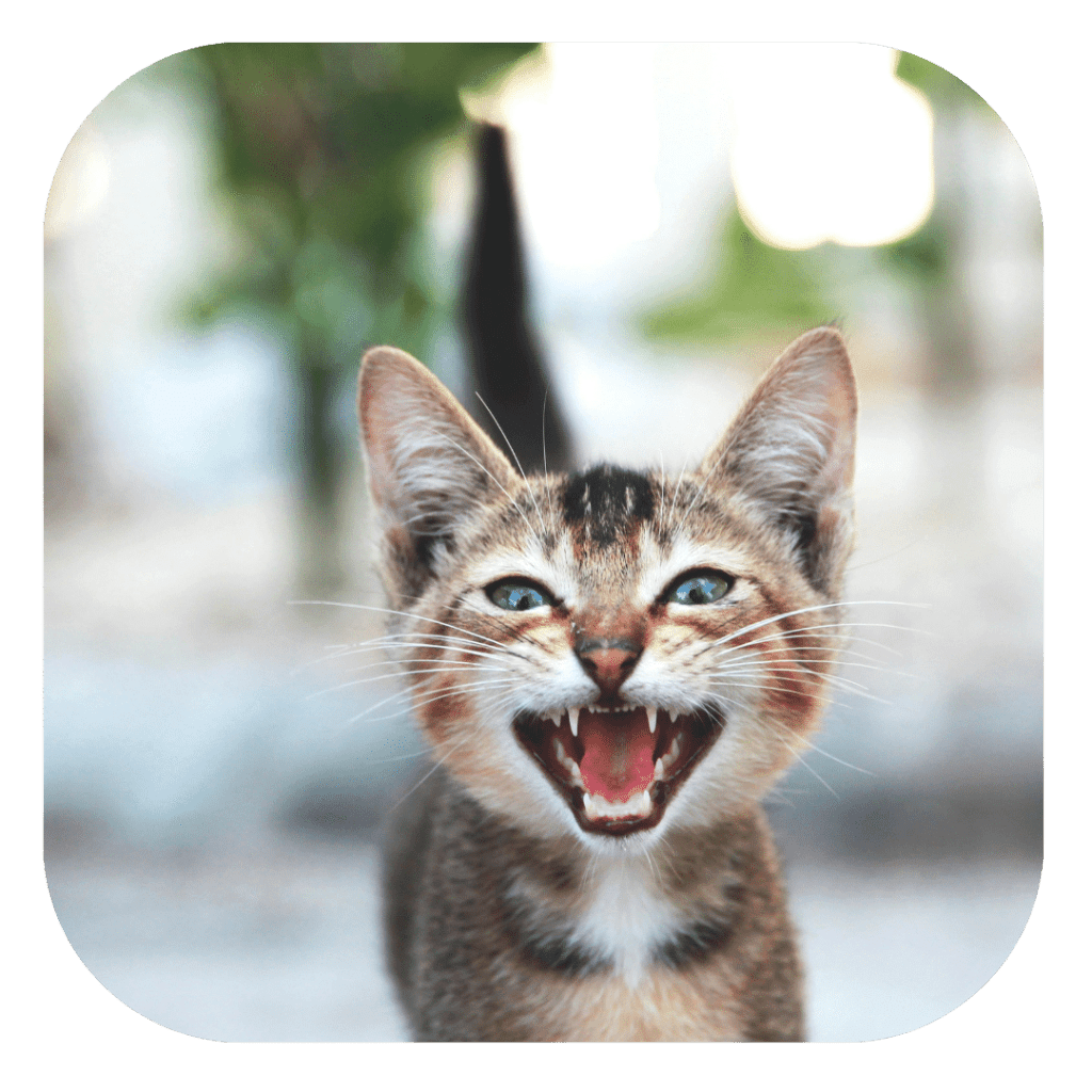 miaulements chez le chat