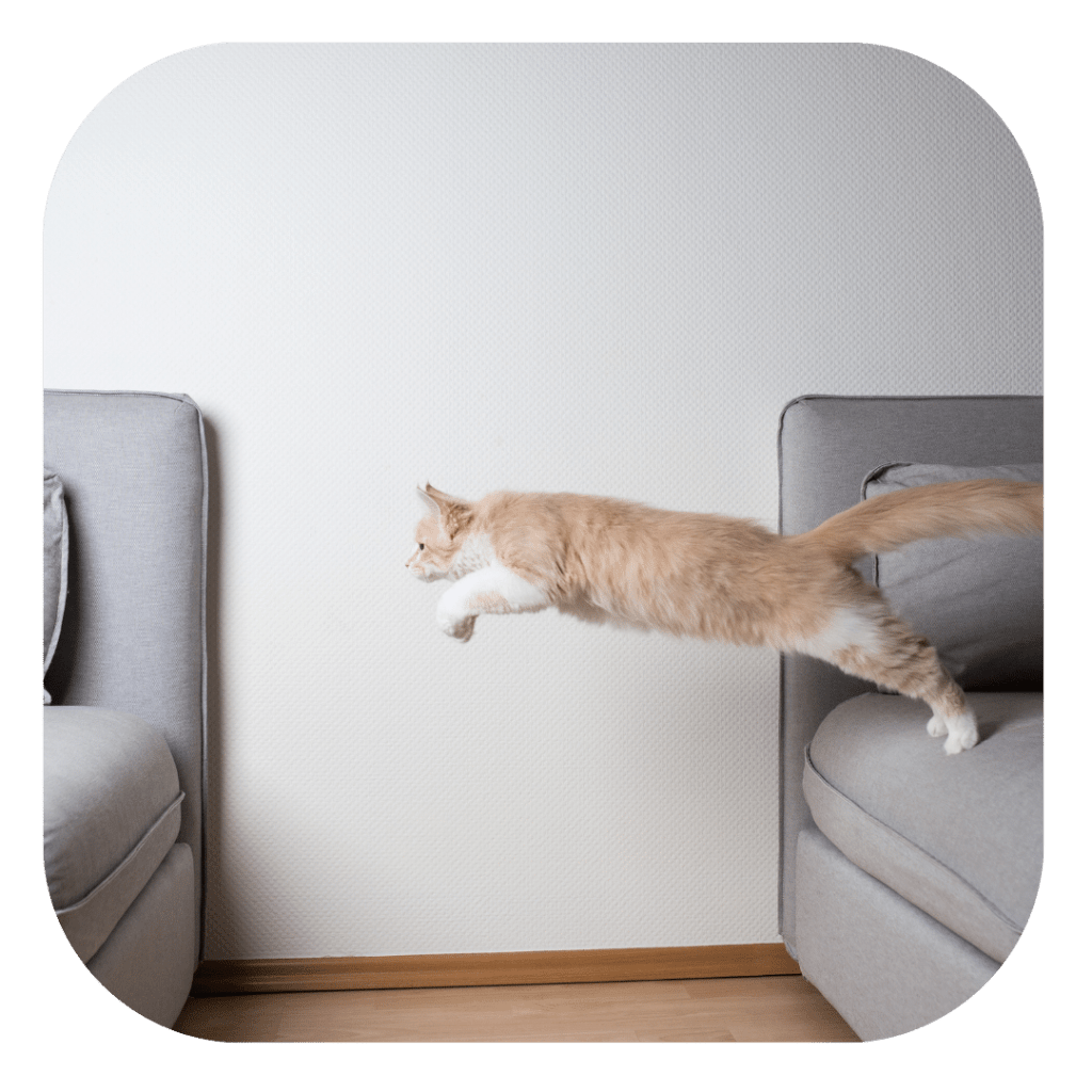 hyperactivité du chat