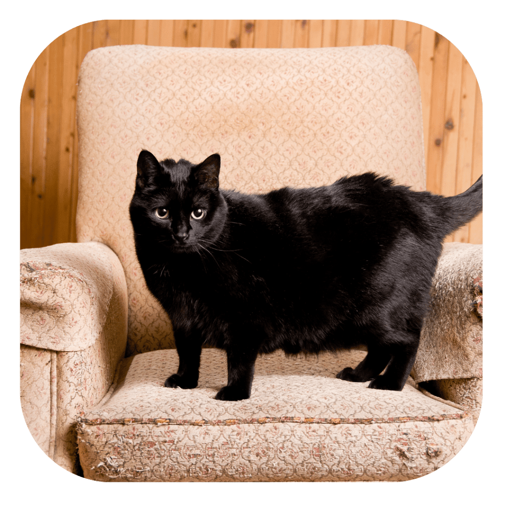 Griffures du chat