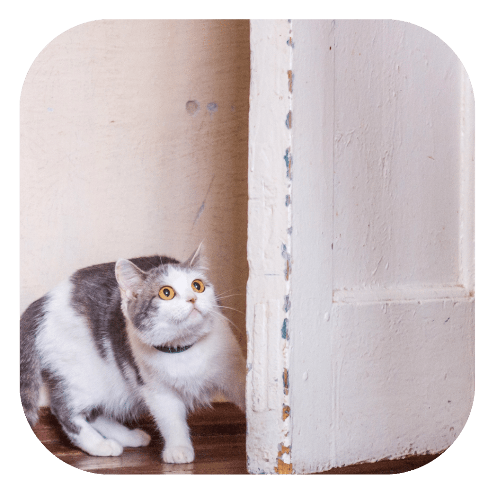 Troubles anxieux du chat