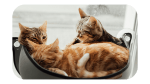 Mes chats ne s'entendent plus