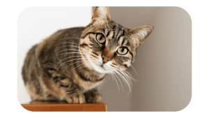chat monte sur la table