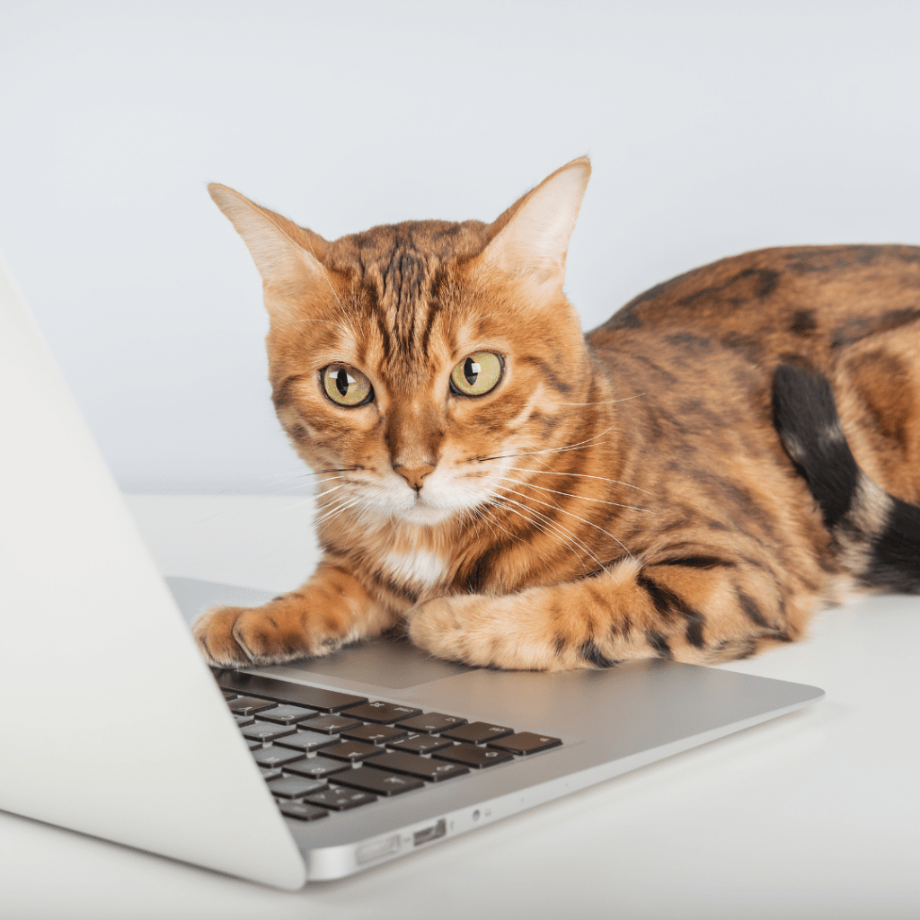 Newsletter comportement chat
